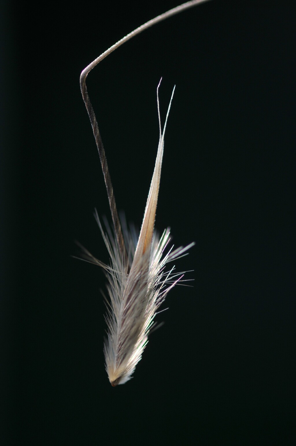 Avena barbata (hero image)