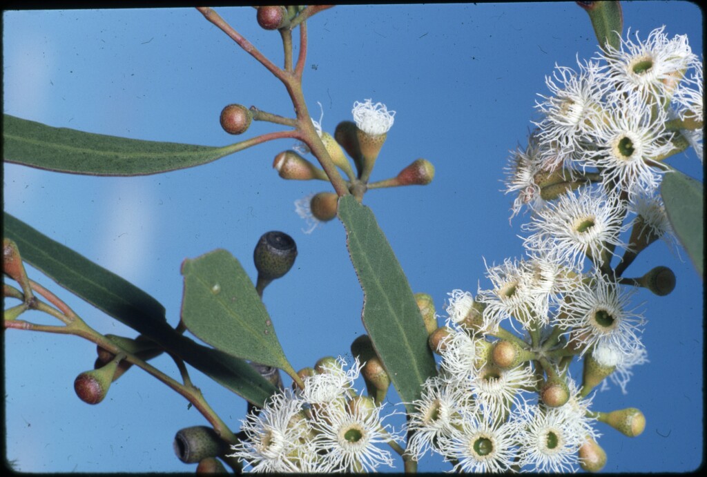 Eucalyptus polybractea (hero image)