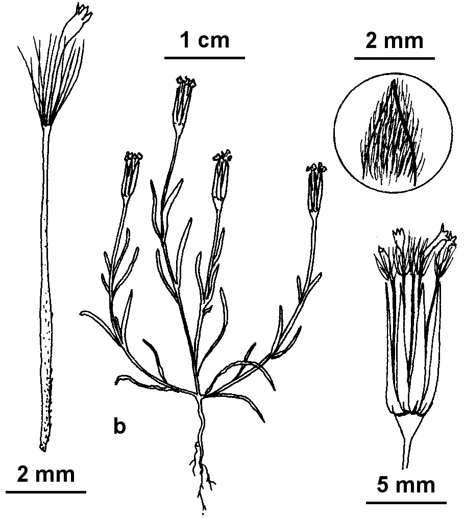 Millotia macrocarpa (hero image)