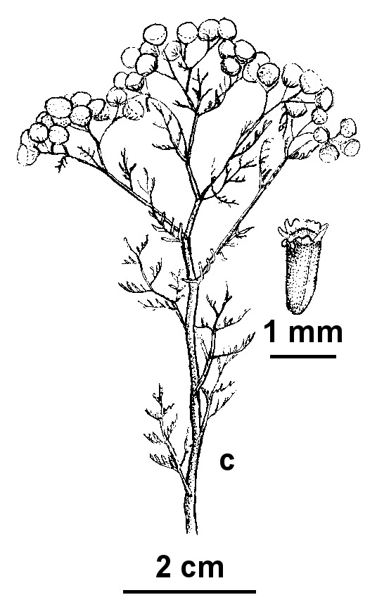 Oncosiphon suffruticosum (hero image)