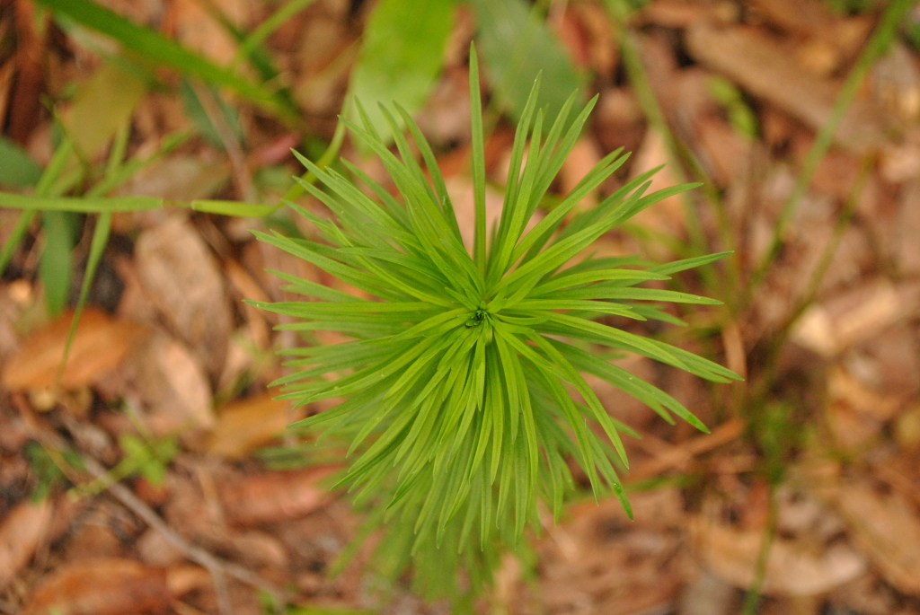 Stylidium laricifolium (hero image)