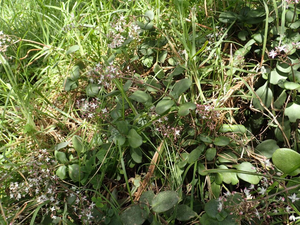 Crassula multicava subsp. multicava (hero image)