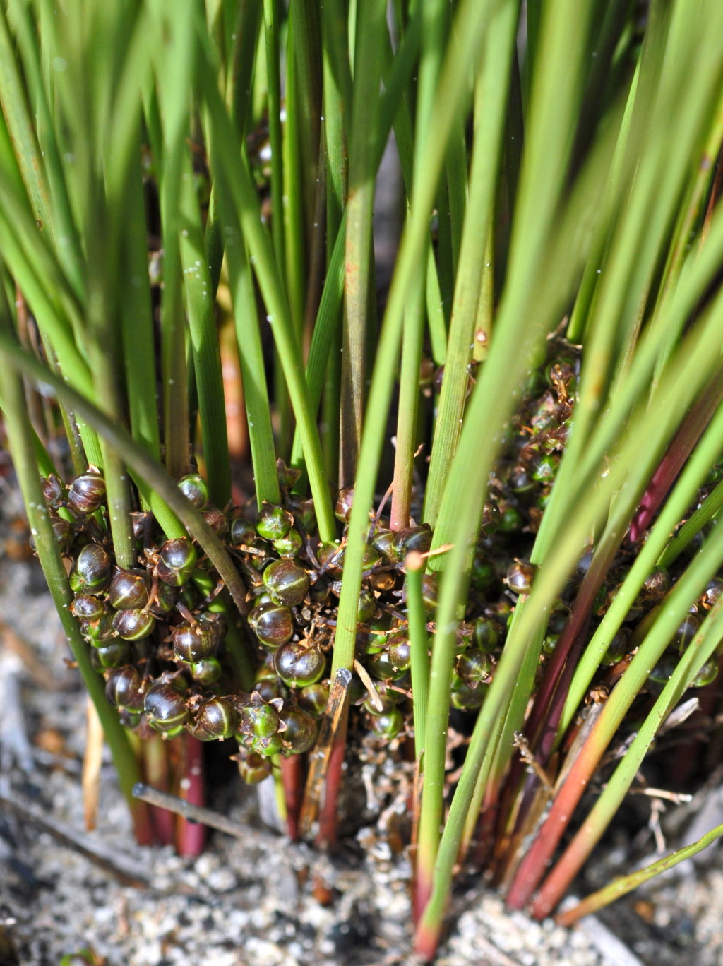 Lomandra micrantha subsp. micrantha (hero image)