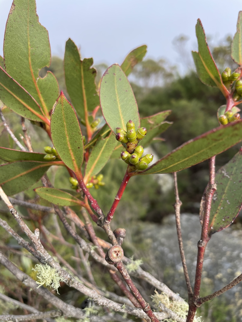 Eucalyptus kitsoniana (hero image)