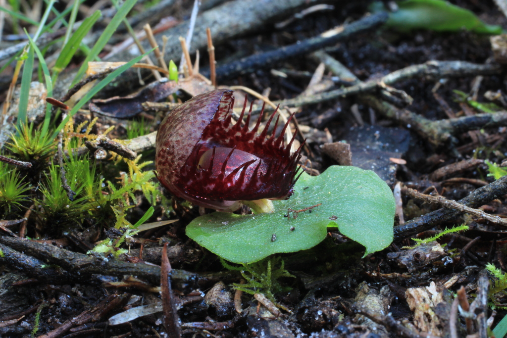 Corybas fimbriatus (hero image)