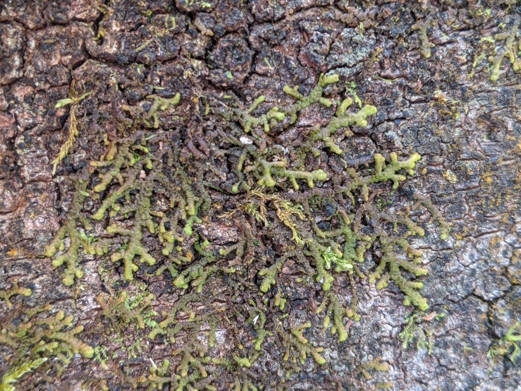 Frullania falciloba (hero image)
