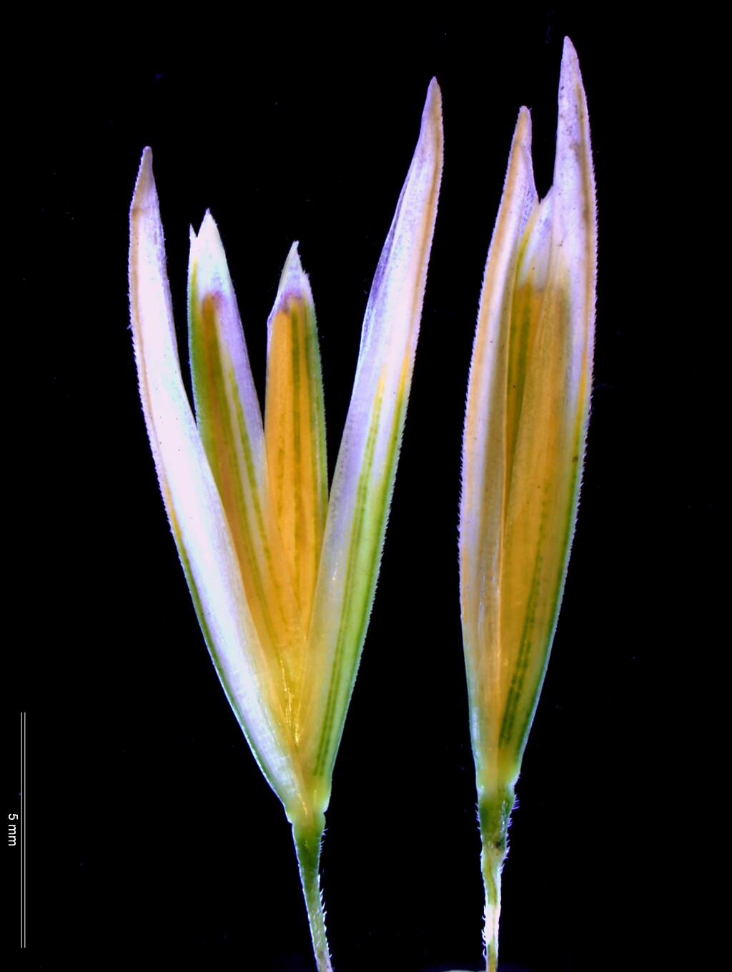 Calamagrostis arenaria (hero image)