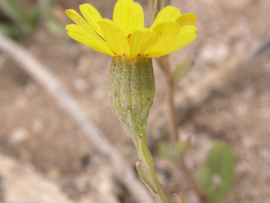 Senecio pinnatifolius var. maritimus (hero image)