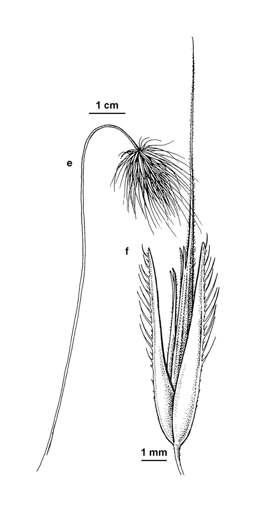 Echinopogon cheelii (hero image)