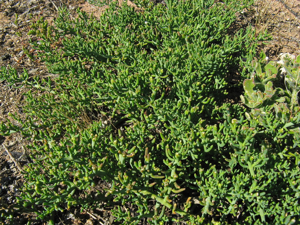 Mesembryanthemum granulicaule (hero image)