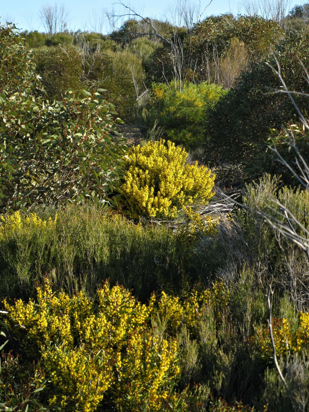 Acacia microcarpa (hero image)