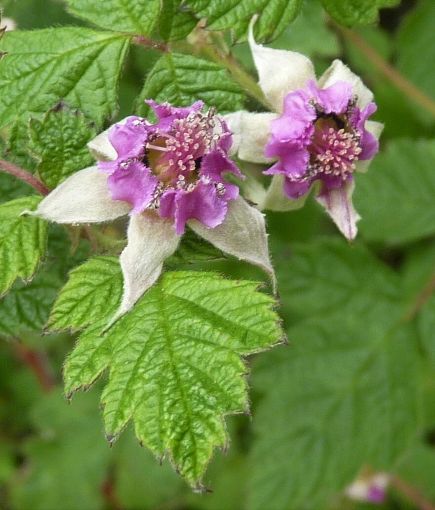 Rubus parvifolius (hero image)