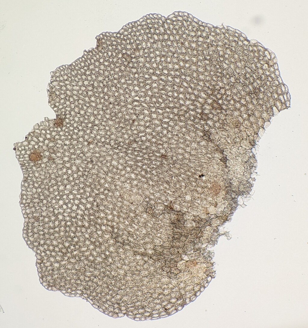 Saccogynidium (hero image)