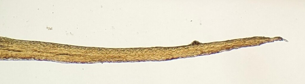 Dicranoloma diaphanoneuron (hero image)