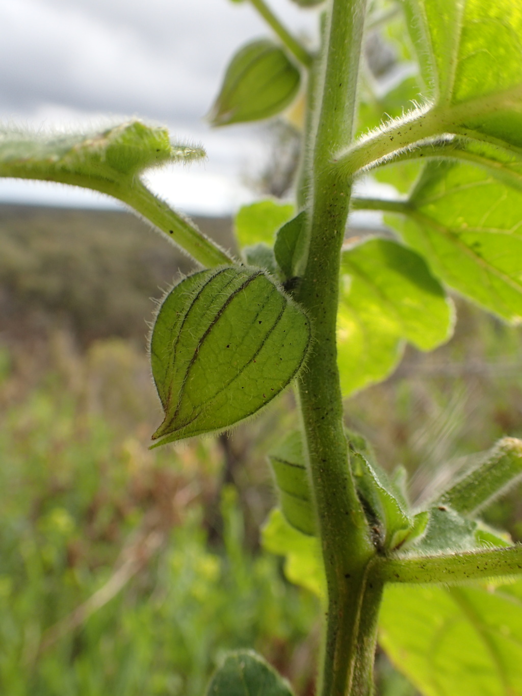 Physalis peruviana (hero image)