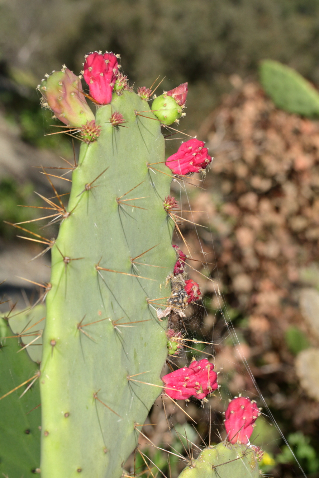 Opuntia elatior (hero image)