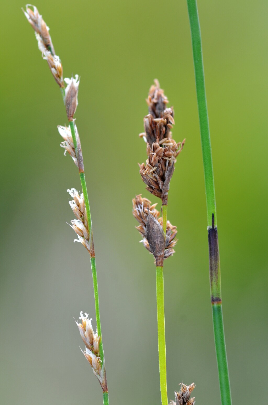 Restionaceae (hero image)