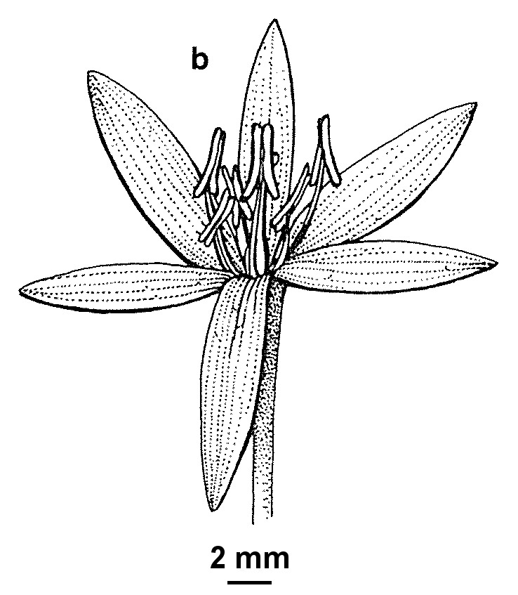 Hypoxis hygrometrica var. hygrometrica (hero image)