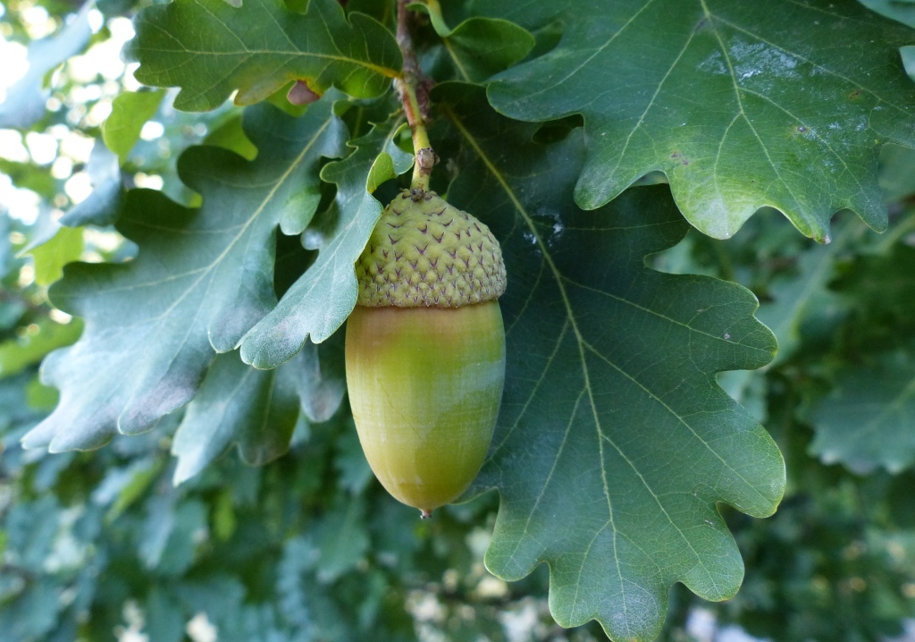 Fagaceae (hero image)