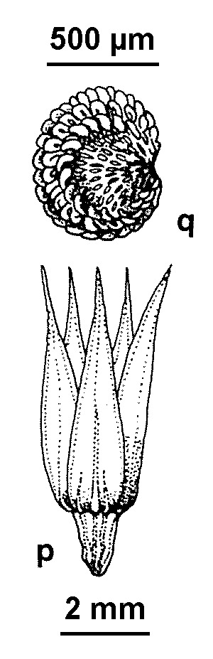 Stellaria multiflora subsp. collaris (hero image)