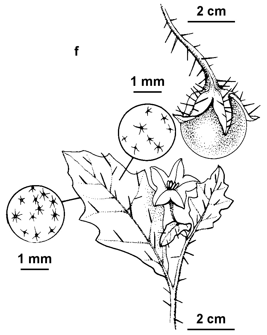 Solanum pungetium (hero image)