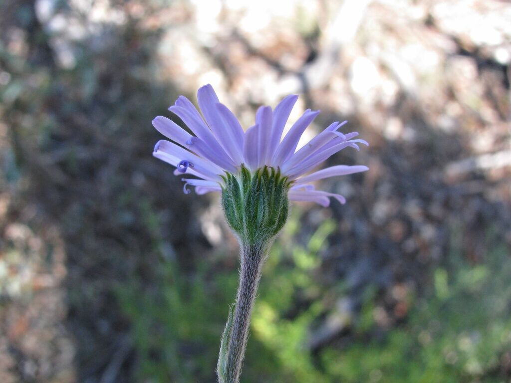 Olearia picridifolia (hero image)