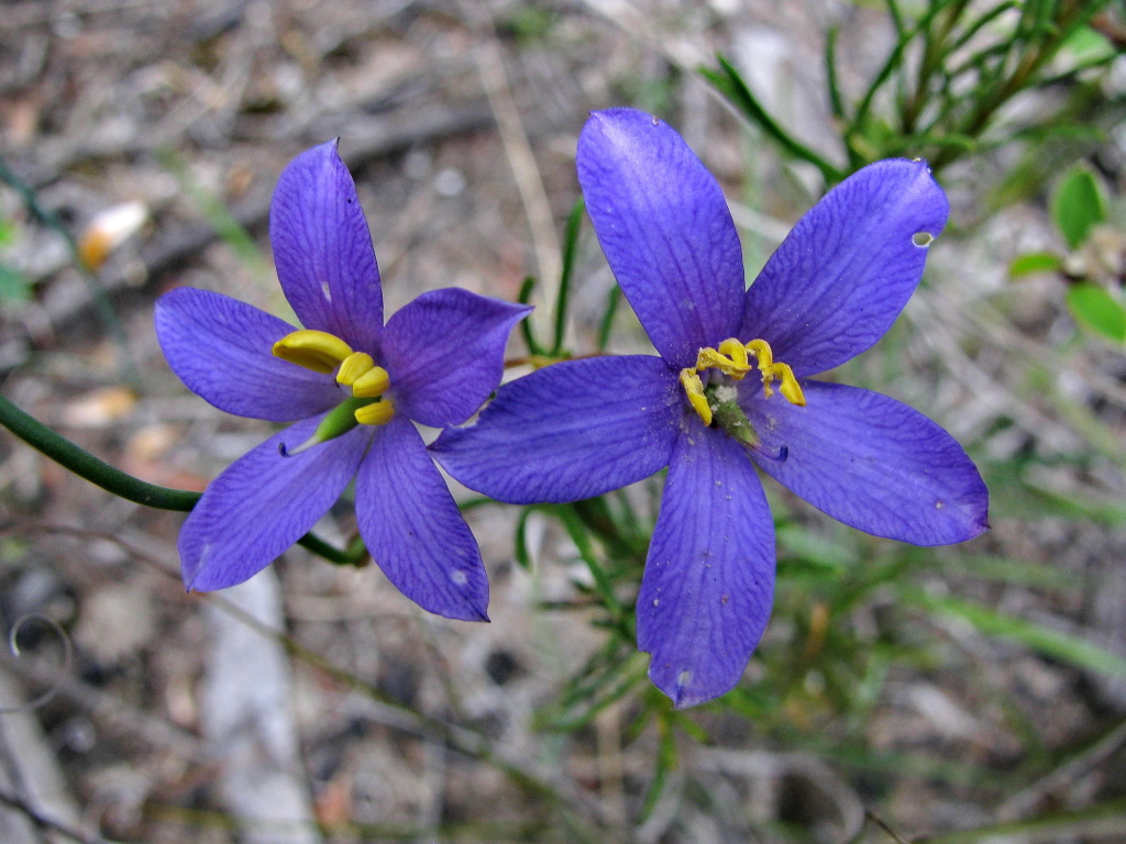 Cheiranthera alternifolia (hero image)