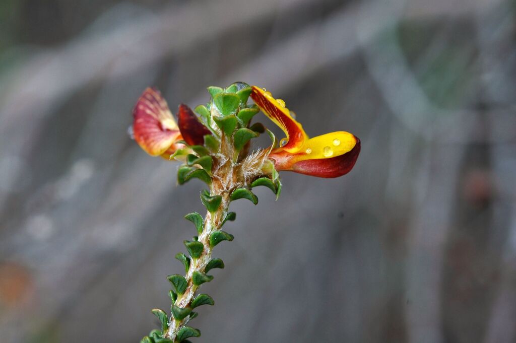 Pultenaea densifolia (hero image)