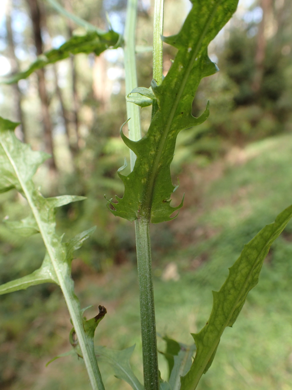 Crepis capillaris (hero image)