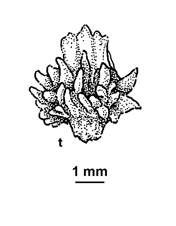 Atriplex papillata (hero image)