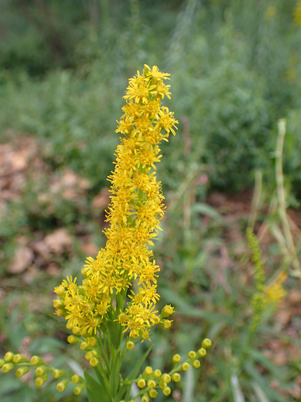 Solidago chilensis (hero image)