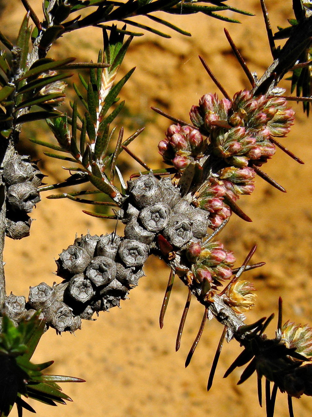 Melaleuca wilsonii (hero image)