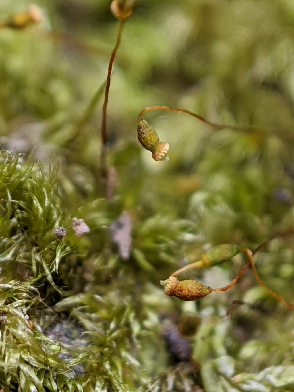 Rhaphidorrhynchium amoenum (hero image)