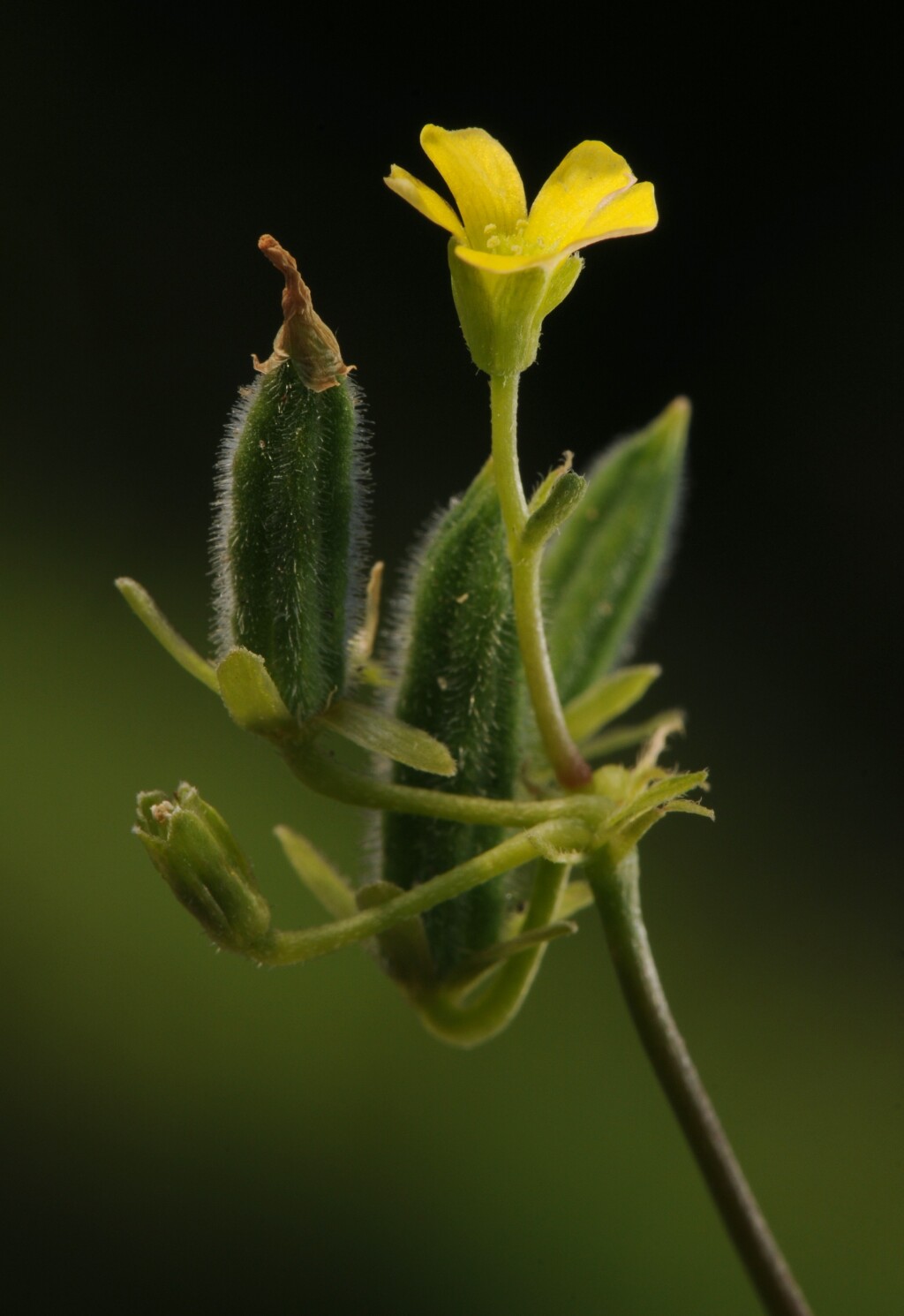 Oxalis thompsoniae (hero image)