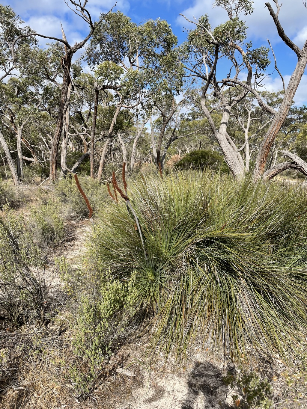 Xanthorrhoea caespitosa (hero image)