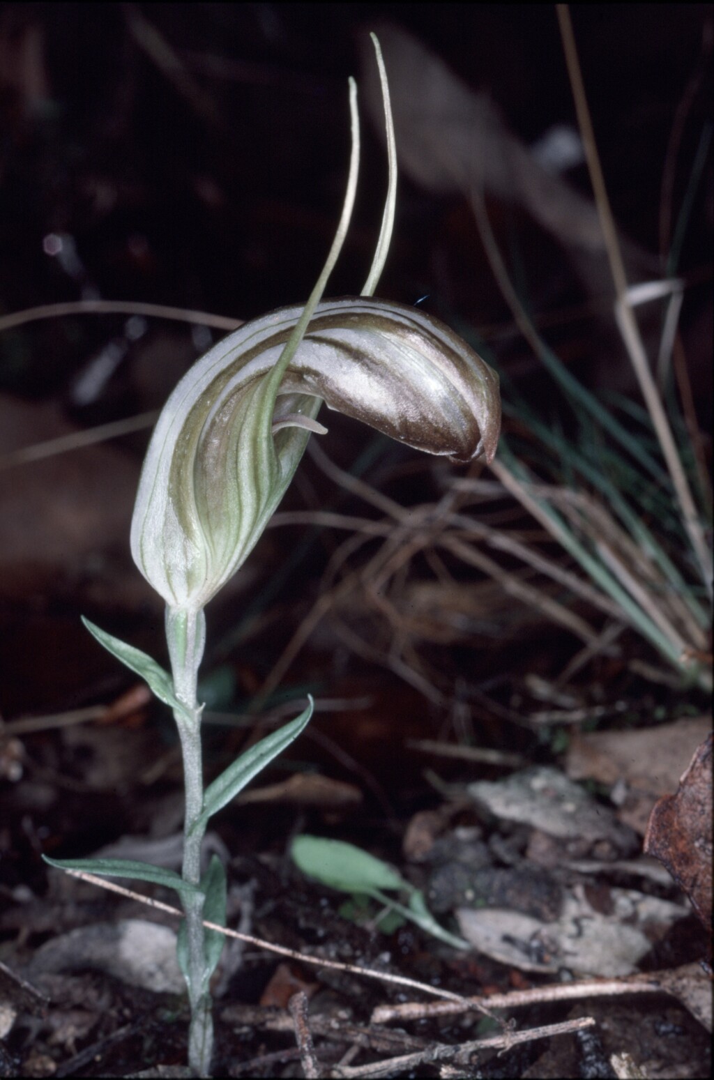 Pterostylis truncata (hero image)