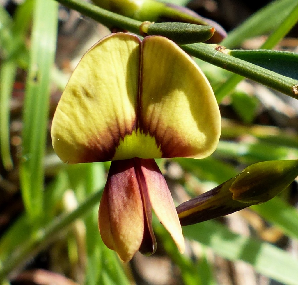 Templetonia stenophylla (hero image)