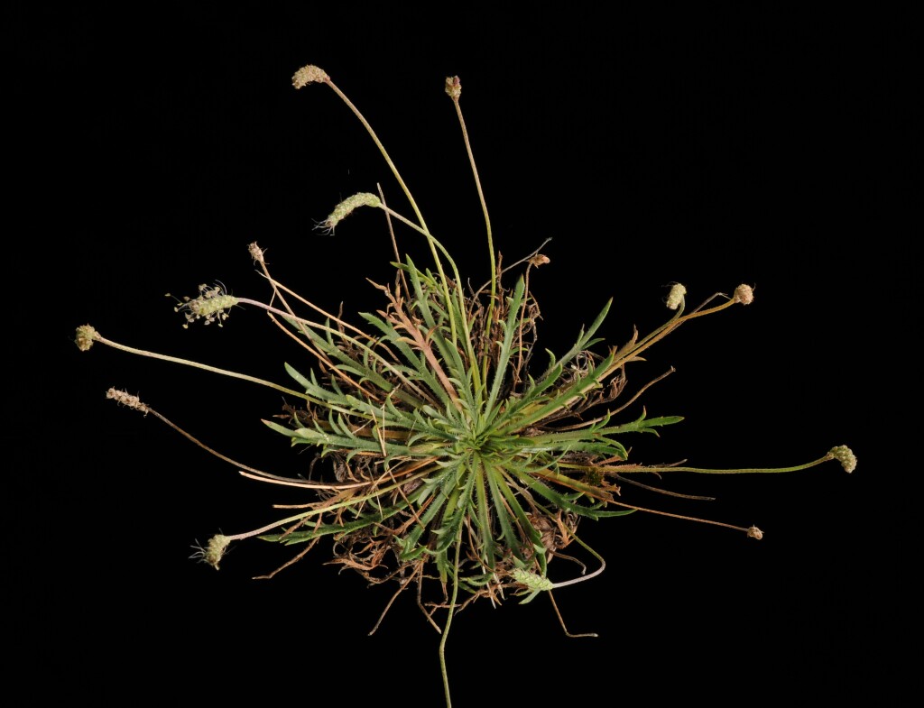 Plantago coronopus subsp. coronopus (hero image)