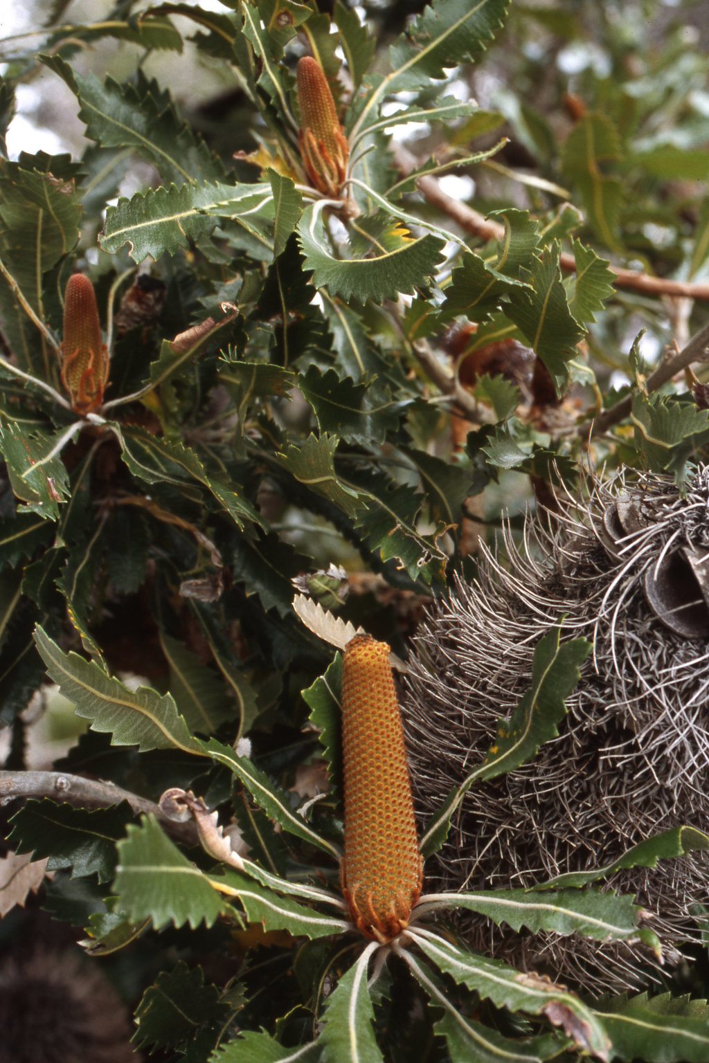 Banksia serrata (hero image)