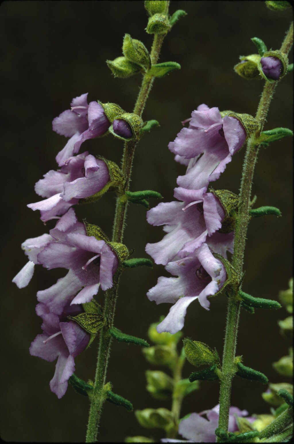 Prostanthera decussata (hero image)