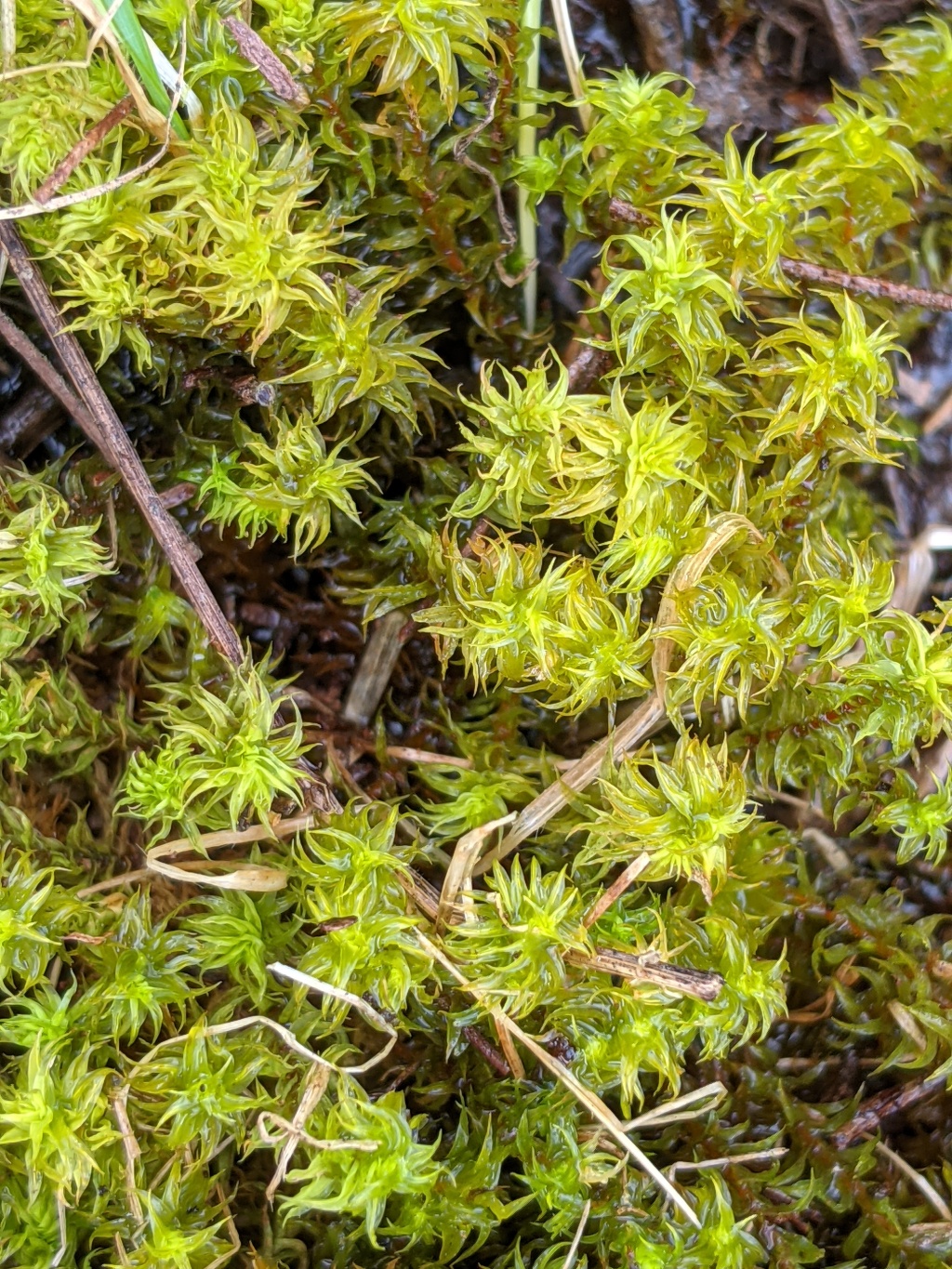 Triquetrella paradoxa (hero image)