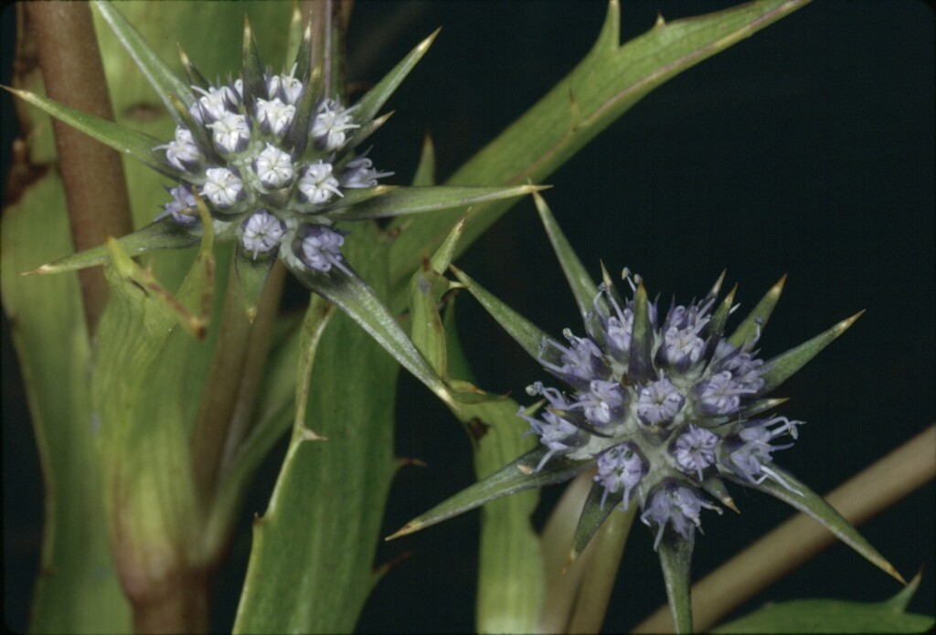 Eryngium vesiculosum (hero image)