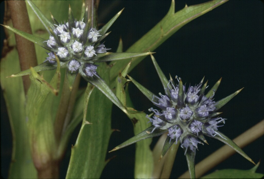 VicFlora Eryngium vesiculosum