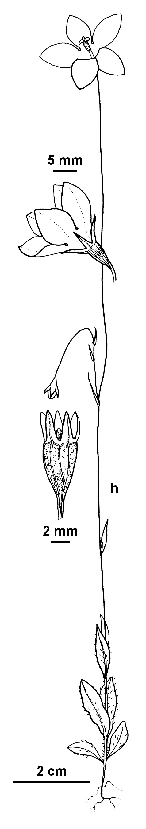 Wahlenbergia victoriensis (hero image)