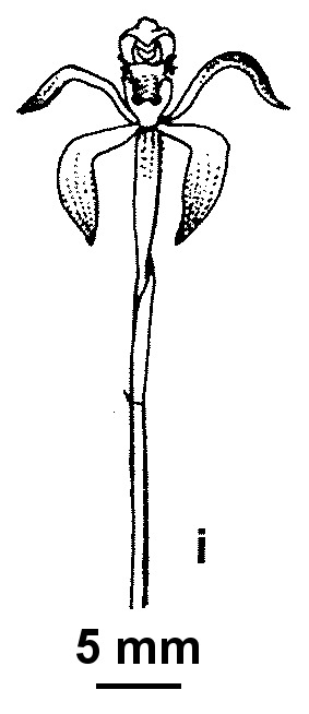 Caladenia hildae (hero image)