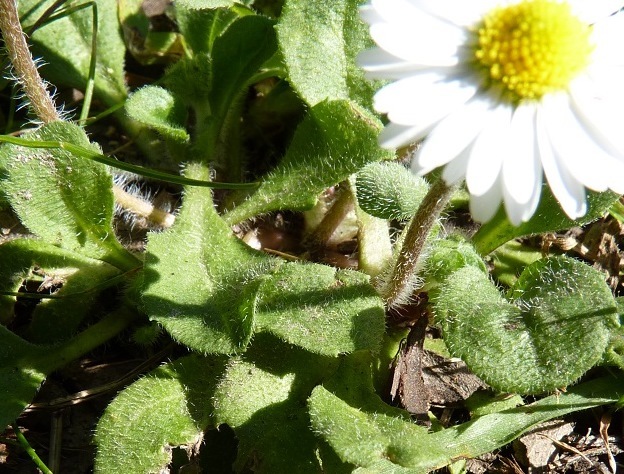Bellis perennis (hero image)