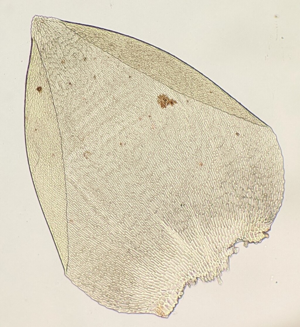 Camptochaete arbuscula var. arbuscula (hero image)