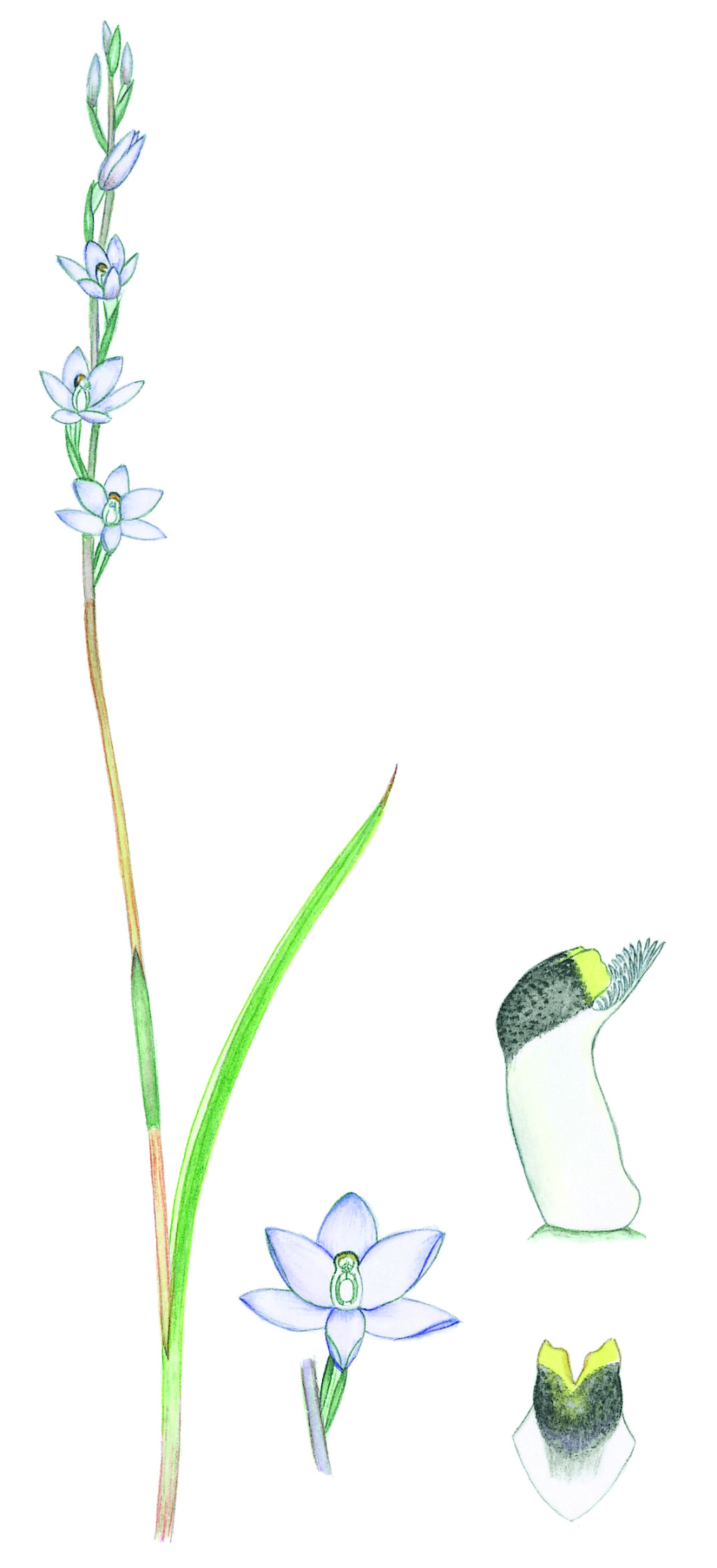 Thelymitra pallidiflora (hero image)