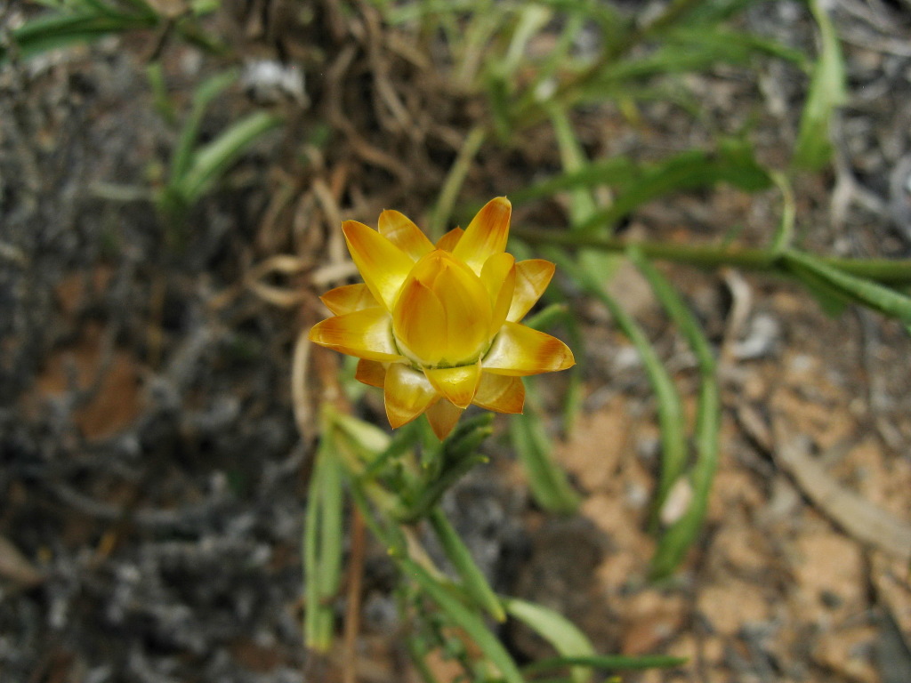 Xerochrysum bracteatum (hero image)