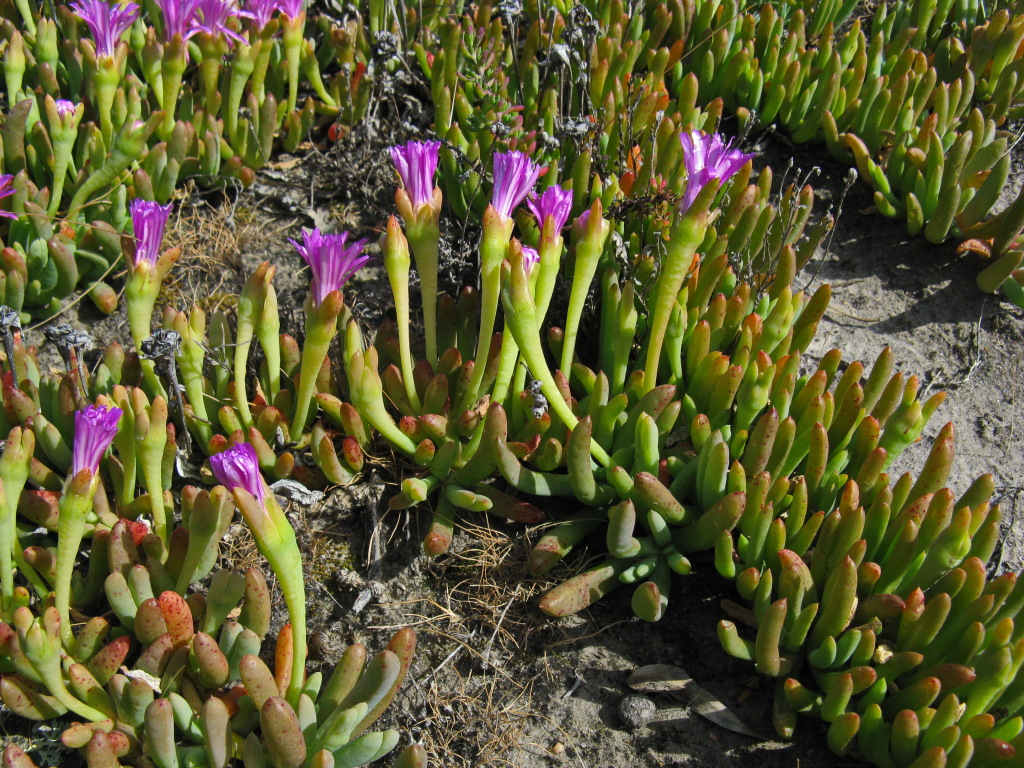 Disphyma crassifolium subsp. clavellatum (hero image)